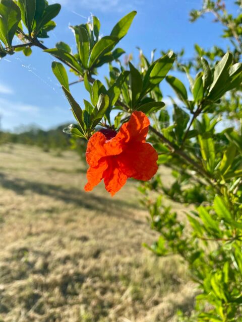 Magie des fleurs de grenadiers qui commencent à s’ouvrir.

Le cycle démarre, avec les premières promesses de récolte dans quelques mois.

Un moment clé, toujours un peu particulier, qui marque le début d’une nouvelle saison.

#grenadier #verger #agriculturebiologique #floraison