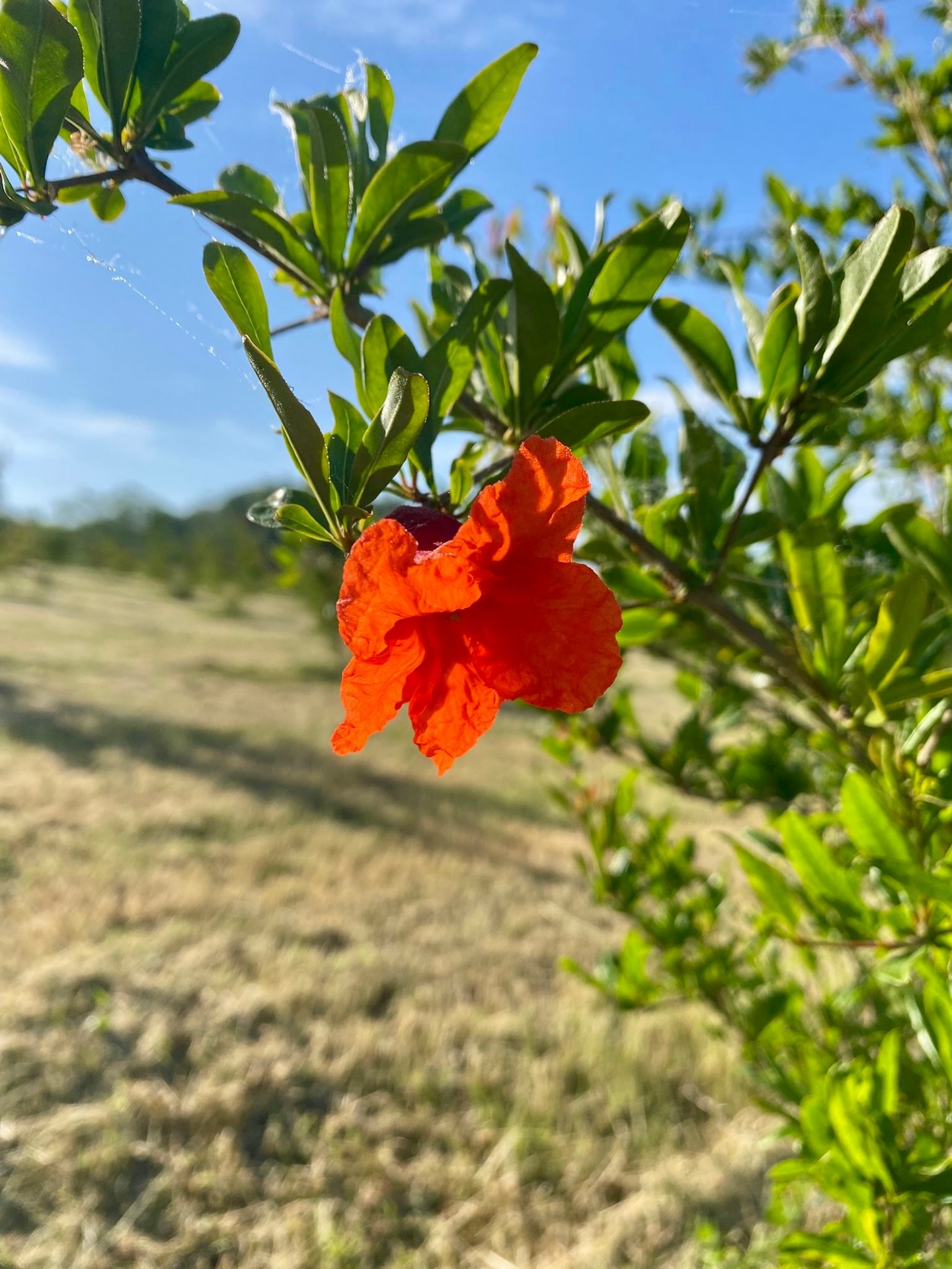 Magie des fleurs de grenadiers qui commencent à s’ouvrir.

Le cycle démarre, avec les premières promesses de récolte dans quelques mois.

Un moment clé, toujours un peu particulier, qui marque le début d’une nouvelle saison.

#grenadier #verger #agriculturebiologique #floraison