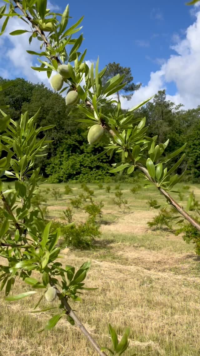 J’adore les chevreuils… mais pas quand ils s’attaquent à mes arbres 😨
Mes pauvres amandiers sont dans un sale état. Je tente une opération de sauvetage avec du mastic de cicatrisation 🤞🏻
@le_verger_des_arilles c’est de la grenade bien sûr mais aussi des noix, des amandes, des prunes, des figues, etc. Le tout en Agriculture Biologique 💚

#agriculturebiologique #paysdebergerac #arboriculture