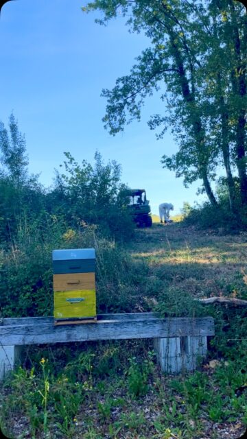 Notre miel d’été arrive !
Retrouvez le très bientôt @escale_a_la_ferme et @lesjardinsdesberris 
Un grand merci à Pascal de @moulinofruits pour le coup de main pour la récolte 💪🏻

#paysdebergerac #mielduperigord