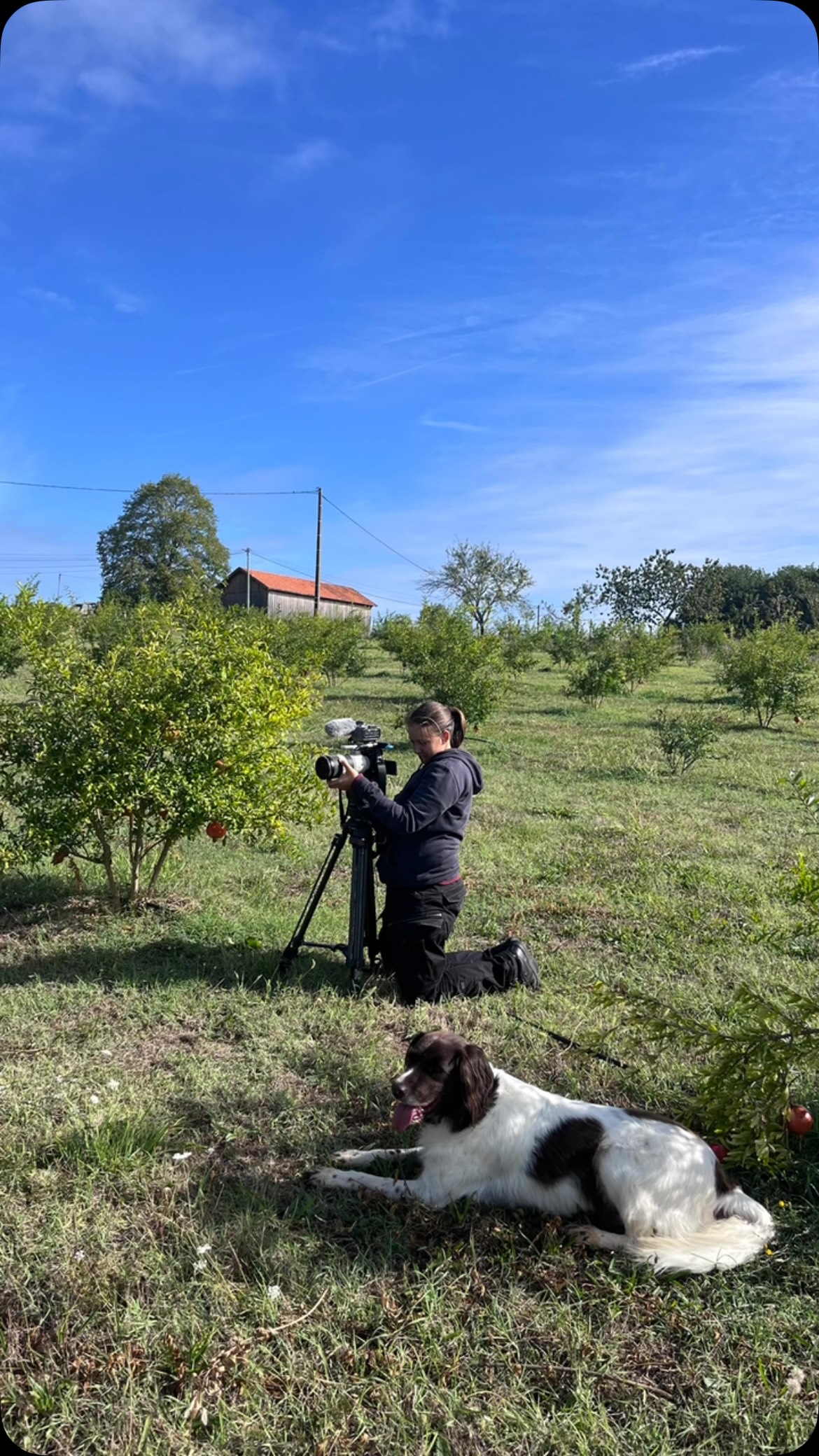 Aujourd’hui, tournage dans les vergers avec @fr3dordogne 🎥
Comme d’habitude, Padirac 🐶 a fait sa star 
Retrouvez nos grenades @escale_a_la_ferme 

#paysdebergerac #grenadesbio