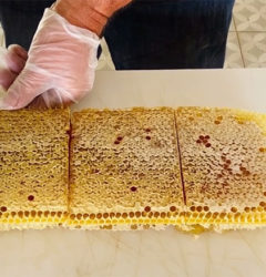 Production de miel dans le Périgord