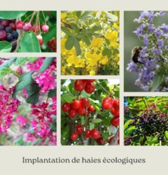 Le Verger des Arilles implantation de haies écologiques