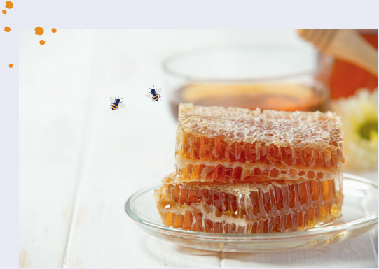 Récolte de miel Verger des Arilles
